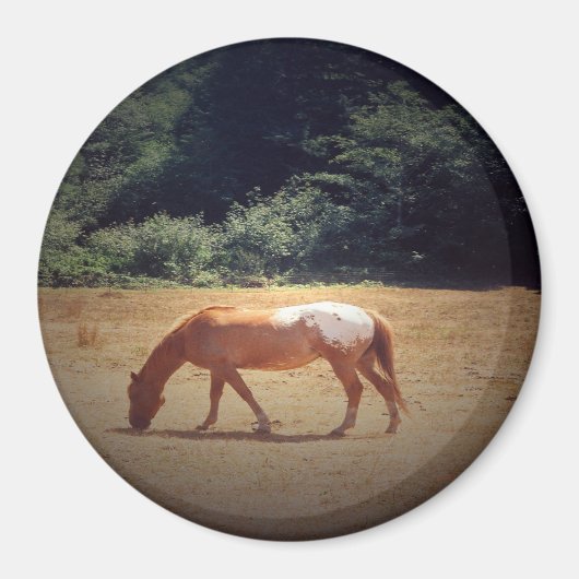 Grazing Palomino.... Magnet (Vorne)