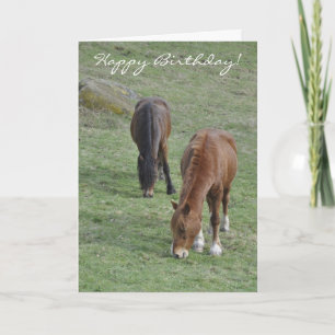 Grazing Welsh cobs birthday Karte