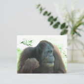 Great Ape Postcard Postkarte (Stehend Vorderseite)