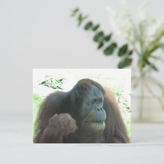 Great Ape Postcard Postkarte (Stehend Vorderseite)