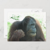 Great Ape Postcard Postkarte (Vorne/Hinten)