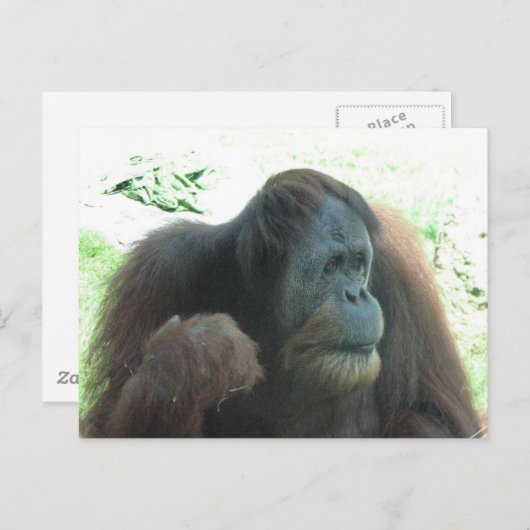 Great Ape Postcard Postkarte (Vorne/Hinten)