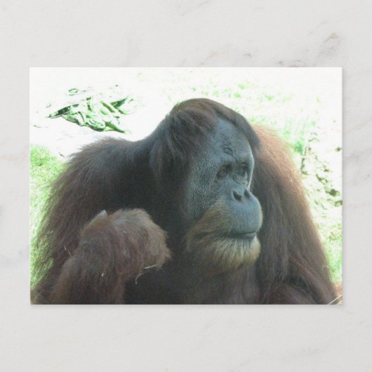 Great Ape Postcard Postkarte (Vorderseite)