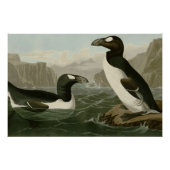 Great Auk Poster (Vorderseite)