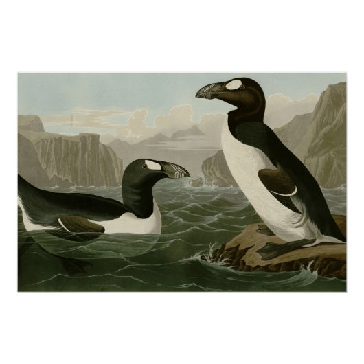 Great Auk Poster (Vorderseite)