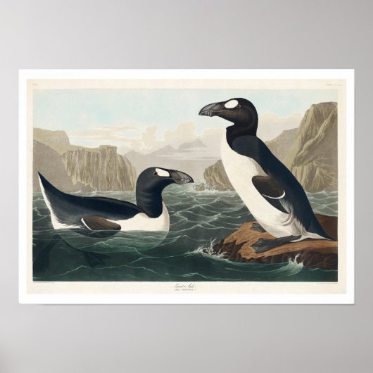 Great Auk von Audubon Poster (Vorne)