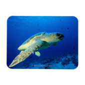 Great Barrier Reef, Australien 2 Magnet (Horizontal)