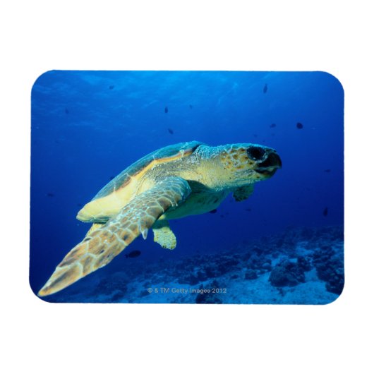 Great Barrier Reef, Australien 2 Magnet (Horizontal)