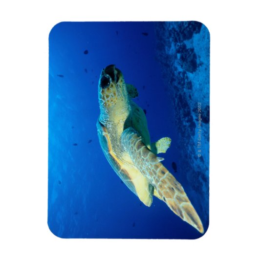 Great Barrier Reef, Australien 2 Magnet (Vertikal)