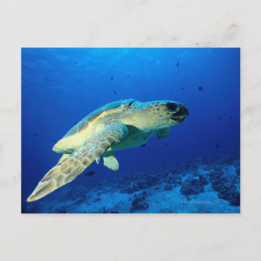 Great Barrier Reef, Australien 2 Postkarte (Vorderseite)