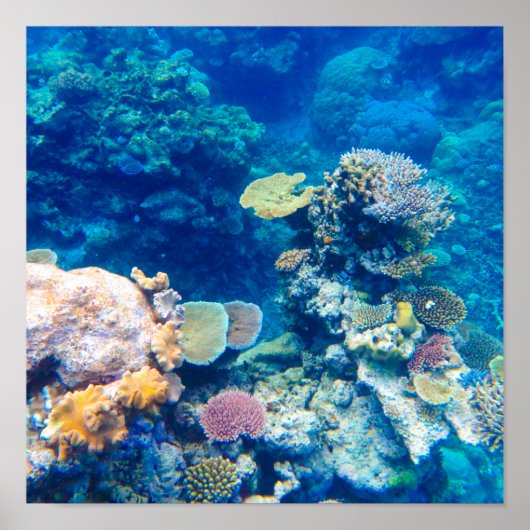 Great Barrier Reef Coral - #1 Poster (Vorne)