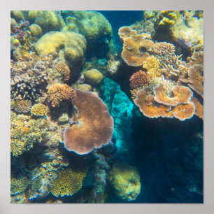 Great Barrier Reef Coral - #3 Poster