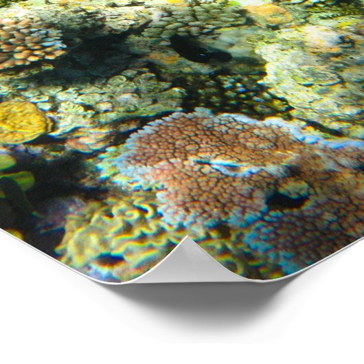Great Barrier Reef Coral - #5 Poster (Ecke)