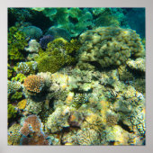 Great Barrier Reef Coral - #5 Poster (Vorne)