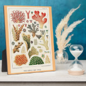 Great Barrier Reef Corals Fotoplatte (Seite)