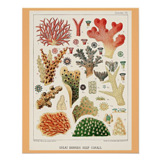 Great Barrier Reef Corals Poster (Vorderseite)