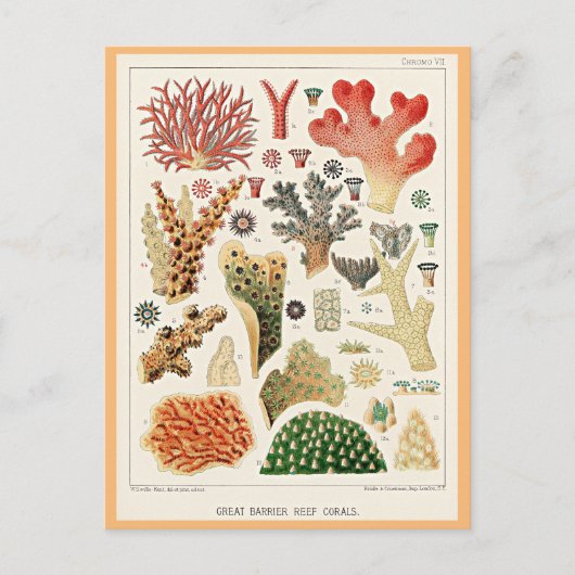 Great Barrier Reef Corals Postkarte (Vorderseite)