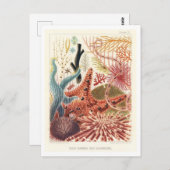 Great Barrier Reef Echinoderatoren Vintag Postkart Postkarte (Vorne/Hinten)