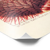 Great Barrier Reef Echinoderme Fotodruck (Ecke)