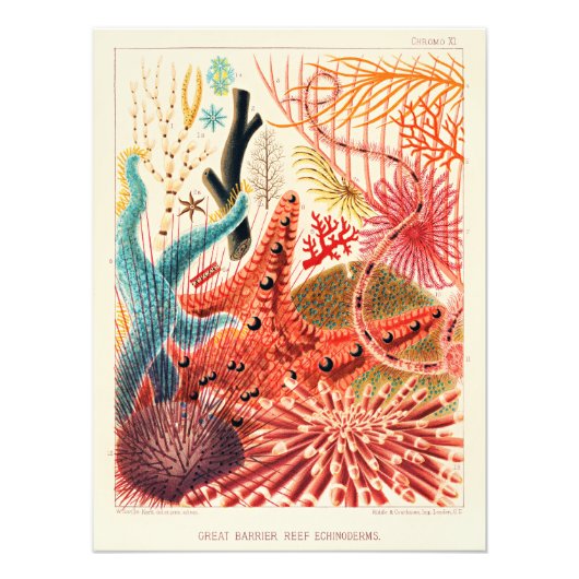 Great Barrier Reef Echinoderme Fotodruck (Vorne)