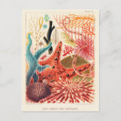 Great Barrier Reef Echinoderme Postkarte (Vorderseite)