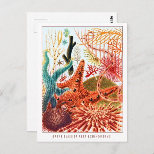 Great Barrier Reef Echinoderme | VINTAG Postkarte (Vorne/Hinten)