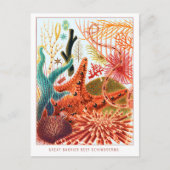 Great Barrier Reef Echinoderme | VINTAG Postkarte (Vorderseite)