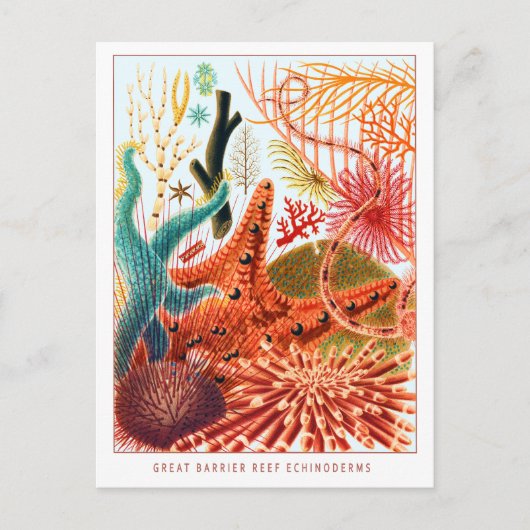 Great Barrier Reef Echinoderme | VINTAG Postkarte (Vorderseite)