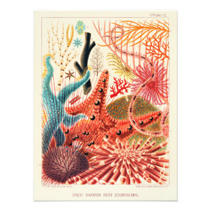 Great Barrier Reef Echinodermen Fotodruck