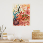 Great Barrier Reef Echinoderms, Poster (Küche)