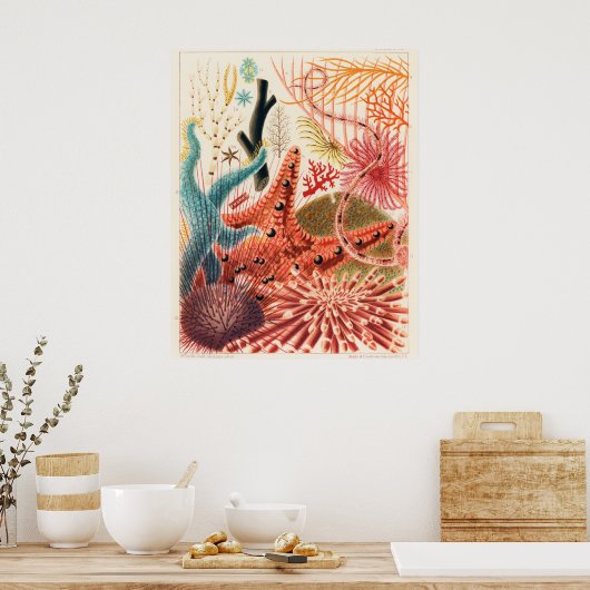 Great Barrier Reef Echinoderms, Poster (Küche)