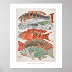 Great Barrier Reef Fische in der Koralle, Poster