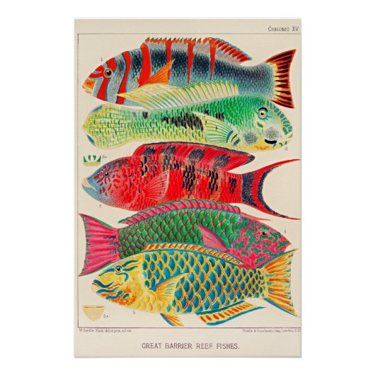 Great Barrier Reef Fish Poster (Vorderseite)