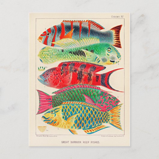 Great Barrier Reef Fish Postkarte (Vorderseite)