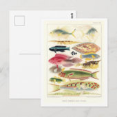 Great Barrier Reef Fish Vintage Postkarte (Vorne/Hinten)