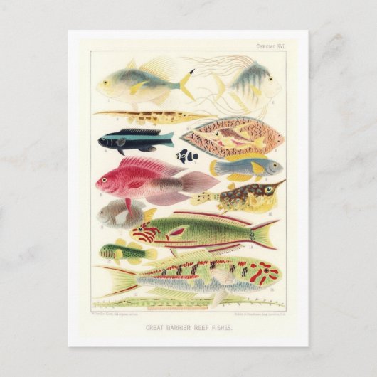 Great Barrier Reef Fish Vintage Postkarte (Vorderseite)