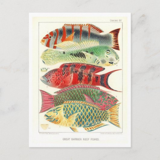 Great Barrier Reef Fish Vintage Postkarte (Vorderseite)