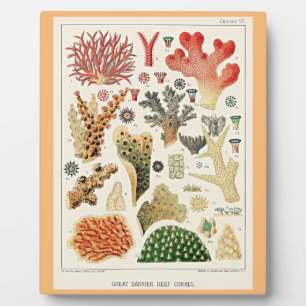 Great Barrier Reef Korallen Fotoplatte