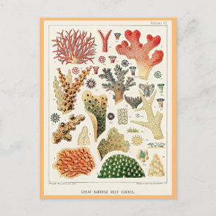Great Barrier Reef Korallen Postkarte