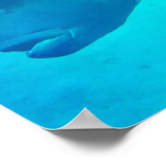 Great Barrier Reef Napoleon Wrasse Fish Poster (Ecke)