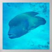 Great Barrier Reef Napoleon Wrasse Fish Poster (Vorne)