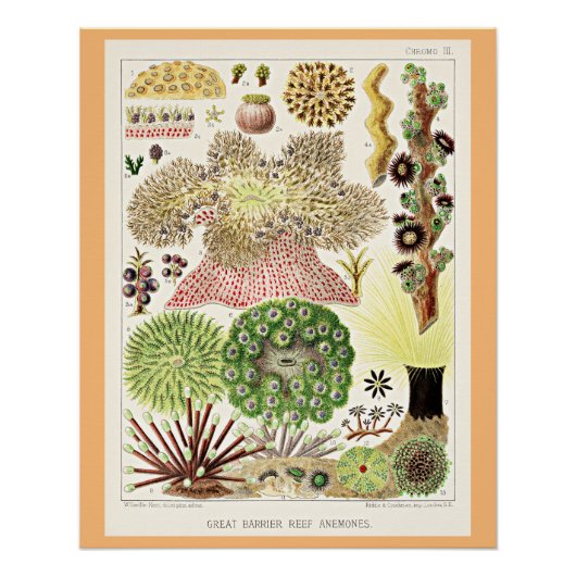Great Barrier Reef of Australia Anemones Poster (Vorderseite)