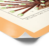 Great Barrier Reef of Australia Anemones Poster (Ecke)