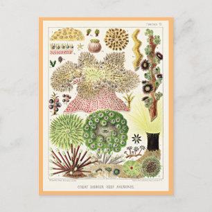 Great Barrier Reef of Australia Anemones Postkarte