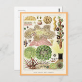 Great Barrier Reef of Australia Anemones Postkarte (Vorne/Hinten)