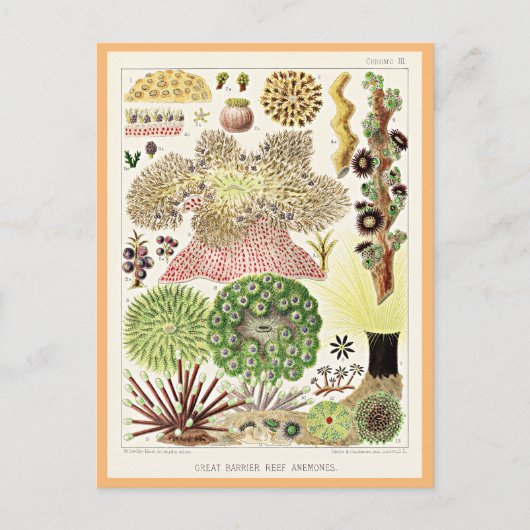 Great Barrier Reef of Australia Anemones Postkarte (Vorderseite)
