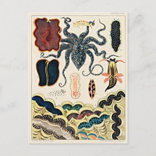 Great Barrier Reef of Australia Postkarte (Vorderseite)