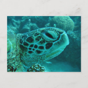 Great Barrier Reef Schildkröte Postkarte