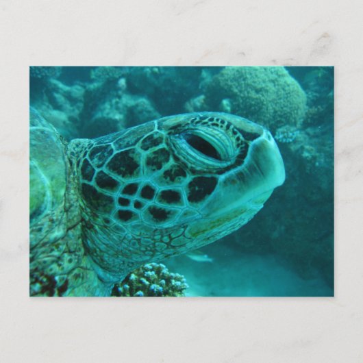Great Barrier Reef Schildkröte Postkarte (Vorderseite)