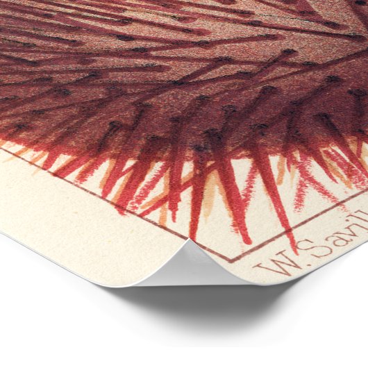 Great Barrier Reef Stachelhäuter, Poster (Ecke)